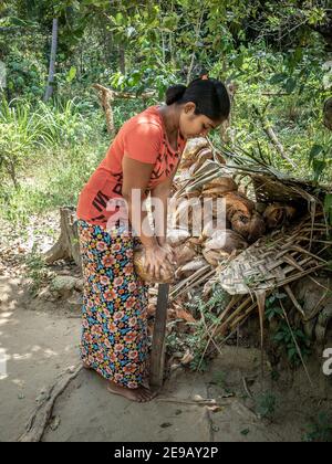 HIRIWADUNNA, SRI LANKA - 10. März 2019: Junge südasiatische Frau zerschlägt Kokosnuss. Öko-Dorf Hiriwadunna. Stockfoto