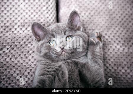 Graues britisches Kätzchen liegt auf grauem weichen Sofa. Katzenportrait mit Pfoten schlafen auf dem Bett. Komfortable Haustier schlafen in gemütlichen Hause. Draufsicht mit Kopie Stockfoto