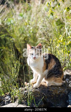 Schwarz braun und weiß Katze, Insel Iz, Mali Iz, Zadar Archipel, Dalmatien, Kroatien Stockfoto