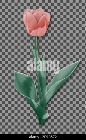 Tulip Flower Isoliert. Fresh Holland Tulip Vektor. Weiche Rosa Farbe Frühlingsblüte. Blumenmuster Mit Grünem Blatt. Erstaunliche Detail 3D Nahaufnahme. Wunderschönes blühendes B Stock Vektor