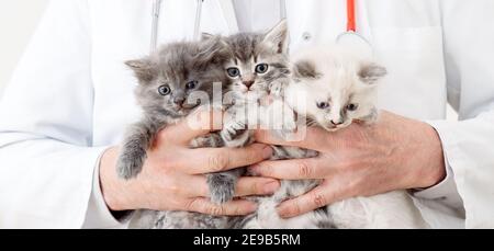 Katzen in Vet Arzt Hände. Arzt Tierarzt Untersuchung 3 drei Kätzchen. Baby Katze in der Tierklinik. Tierarzneimittel für Haustiere und Katzen. Kätzchen Tier Stockfoto