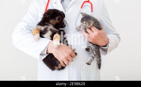 Katze und Hund in den Händen des Tierarztes. Arzt Tierarzt hält Kätzchen und Welpen in den Händen in weißen Mantel mit Stethoskop. Baby Haustiere in Tierarztklinik. Medizin Stockfoto
