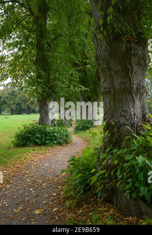 Sehr schmale Lindenallee oder allee mit gewundenem Fußweg in Warin, Mecklenburg-Vorpommern, Deutschland Stockfoto