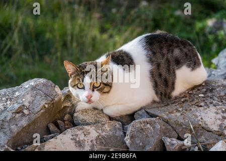 Schwarz braun und weiß Katze, Insel Iz, Zadar Archipel, Dalmatien, Kroatien Stockfoto