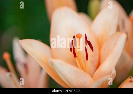 Orangenlilien im Sommergarten. Gelbe und orange Lilien im Garten, Lilie joop Blumen, lilium orientalischen joop. Stockfoto