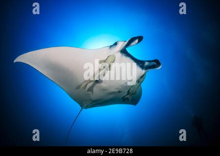 Große ozeanische Manta Ray (Manta birostris) mit Hintergrund TAUCHER Blasen in einem blauen, tropischen Ozean (Andamanensee). Stockfoto