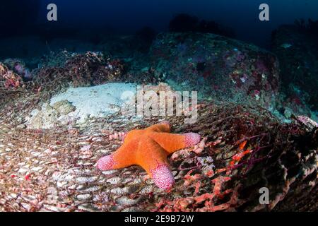 Seesterne auf einem alten, verlassenen Geisterfischernetz auf einem Korallenriff auf Thailands Similan Islands. Stockfoto