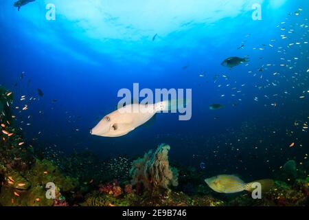 Abgekratzter Filefish auf einem gesunden, farbenfrohen tropischen Korallenriff. Stockfoto