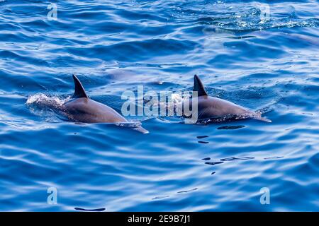 Freundliche Schote von Common Dolphins auf der Oberfläche eines tropischen Ozeans. Stockfoto