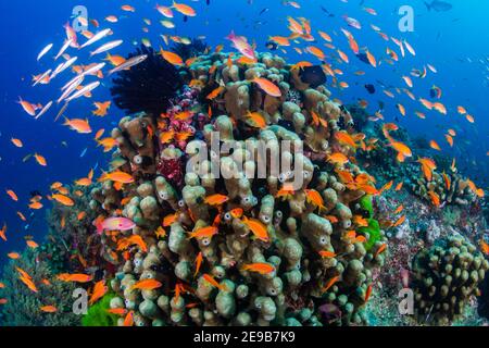 Schulen von farbenfrohen tropischen Fischen, die auf einem tropischen Riff in Asien um Korallen schwimmen. Stockfoto