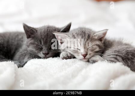 Kätzchen Familie im Liebesporträt. Liebenswert Kitty Nasen für Valentinstag Haustier Liebe. Paar glücklich Kätzchen schlafen zusammen entspannen. Gemütliches Zuhause Tier schlafen Stockfoto