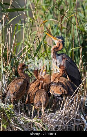 Purpurreiher (Ardea purpurea) Erwachsene Futterküken auf Nest im Schilf, Baden-Württemberg, Deutschland Stockfoto