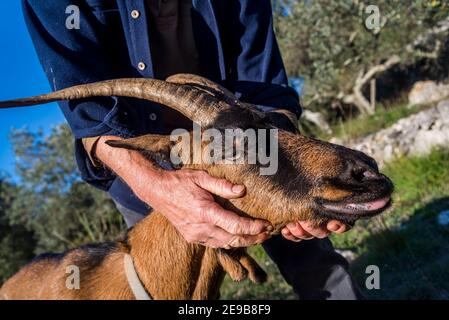 Bauer streichelte eine Ziege, Insel Iz, Zadar Archipel, Dalmatien, Kroatien Stockfoto