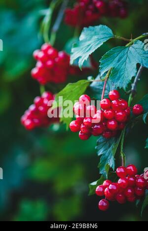 Rot Viburnum Beeren auf einem Ast Stockfoto
