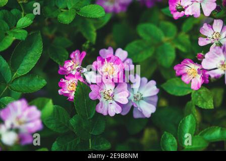 Gestern Rose von Harkness - kleine rosa, rambler-artige Blüten Stockfoto