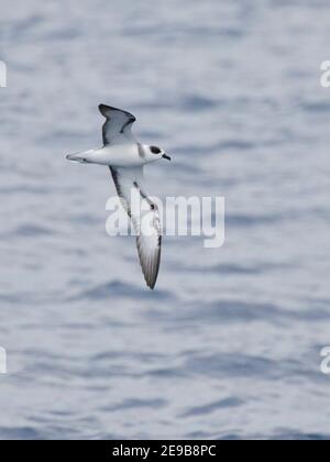 Vanuatu Petrel (Pterodroma (cervicalis) occulta), Erwachsener im Flug, Unterseite, Banks Islands, Nord-Vanuatu, westpazifik 9th. Januar 2017 Stockfoto