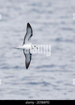 Vanuatu Petrel (Pterodroma (cervicalis) occulta), Erwachsener im Flug, Unterseite, Banks Islands, Nord-Vanuatu, westpazifik 9th. Januar 2017 Stockfoto