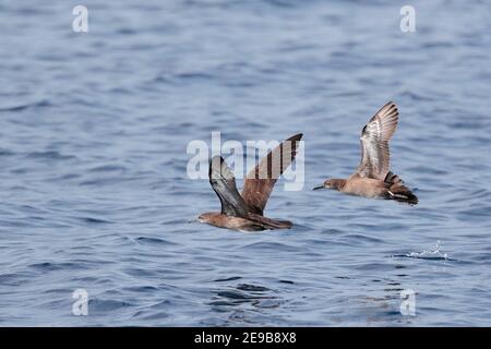 Heinroths Shearwater (Puffinus heinrothi), zwei Vögel im Flug, tief über der Meeresoberfläche, Blackett Strait, bei Kolombangara, Solomons 26th Jan 2017 Stockfoto