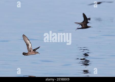 Heinroths Shearwater (Puffinus heinrothi) Single Bird in Flight, Blackett Strait, bei Kolombangara, Solomons 29th Jan 2017 Stockfoto