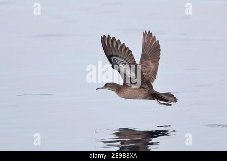 Heinroths Shearwater (Puffinus heinrothi) Single Bird in Flight, Blackett Strait, bei Kolombangara, Solomons 29th Jan 2017 Stockfoto