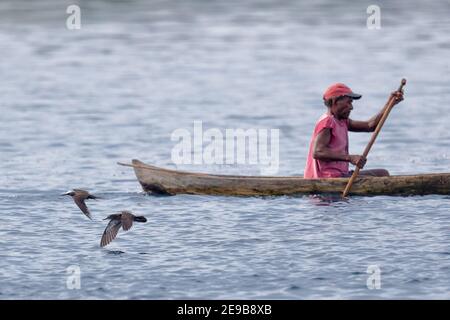 Heinroths Shearwater (Puffinus heinrothi) (rechts) fliegt mit Black Noddy in der Nähe von Kanufahrer in der Blackett Strait, bei Kolombangara, Solomons 29th Jan 2017 Stockfoto