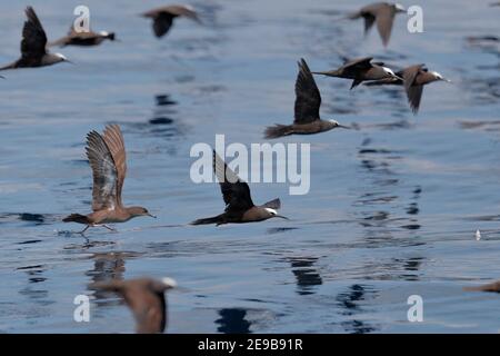 Heinroth's Shearwater (Puffinus heinrothi) - Mitte links - mit Black and Brown Noddys, im Flug, Blackett Strait bei Gizo, Solomons 30. Januar 2017 Stockfoto