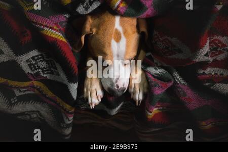 Niedlicher Hund ruht auf der Wurfdecke, Draufsicht. Staffordshire Terrier schläft in Vintage Tribal Plaid auf dem Bett, Low-Key-Bild Stockfoto