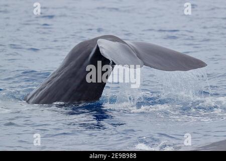 Egel eines tauchenden Spermawals (Physetter macrocephalus), nahe Silur Bay, New Ireland, Papua-Neuguinea 22nd Jan 2017 Stockfoto