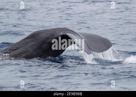 Egel eines tauchenden Spermawals (Physetter macrocephalus), nahe Silur Bay, New Ireland, Papua-Neuguinea 22nd Jan 2017 Stockfoto