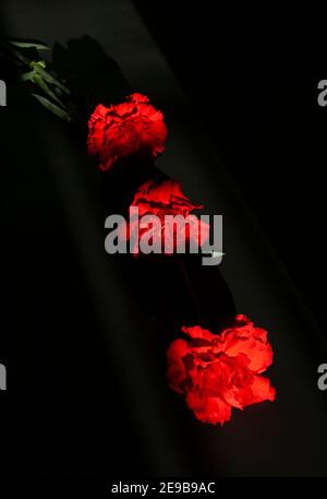 Niedliche drei rote Nelken eins hinter dem anderen im Licht an Schwarz Stockfoto