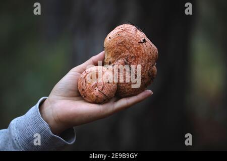 Eine Frauenhand, die frisch gepflückte Pilze vom Feld hält Stockfoto