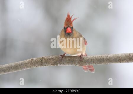 Weibliche Nördliche Carinal Barschen auf einem Zweig im Winterschnee Stockfoto