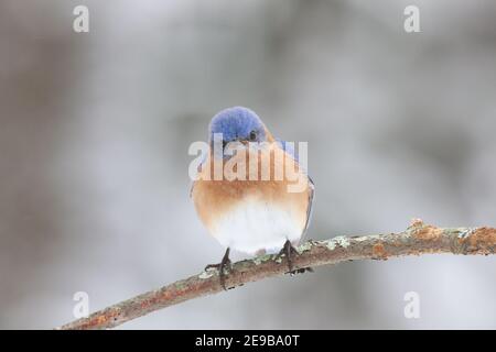 Männlicher Östlicher Bluebird Sialia sialis, der auf einem Ast in Winterschnee Stockfoto