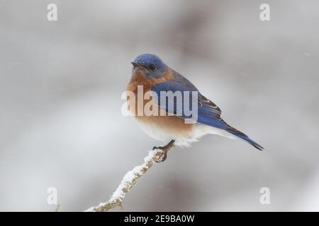 Männlicher Östlicher Bluebird Sialia sialis, der auf einem Ast in Winterschnee Stockfoto