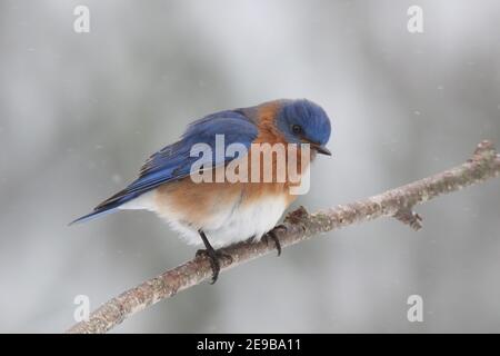 Männlicher Östlicher Bluebird Sialia sialis, der auf einem Ast in Winterschnee Stockfoto