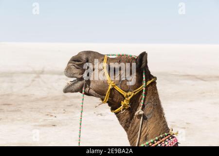 Portrait Kamel in der Großen Rann von Kutch Salt Marsh Stockfoto