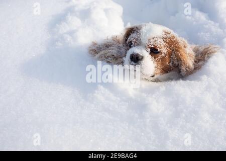 Hund Cavalier König Charles Spaniel bedeckt mit Schnee bewegen im Winter auf schneebedeckten Feld. Schnauze von Tier in Schneewehe stecken. Nahaufnahme Foto, Kopie Stockfoto