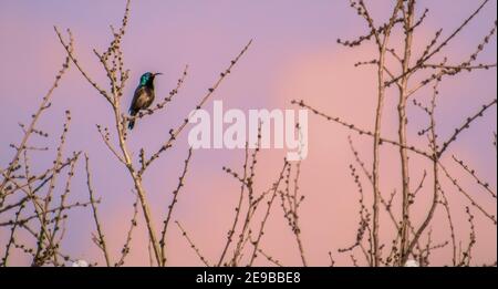 Eine Vogelschar auf einem Ast sitzen Stockfoto