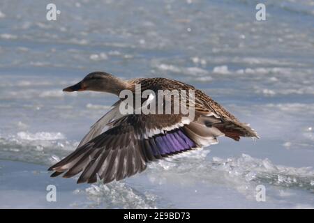 Mallard Enten am See im Winter Stockfoto