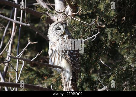 Barred Owl sitzen in der Wintersonne ruhen Stockfoto