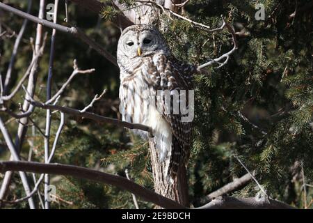 Barred Owl sitzen in der Wintersonne ruhen Stockfoto