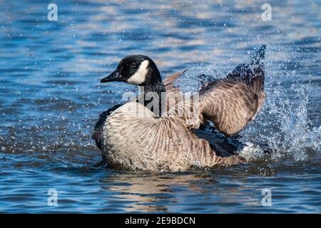 Eine Canada Goose (Branta canadensis) landet im Sumpfteich. Stockfoto