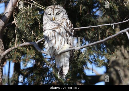 Barred Owl sitzen in der Wintersonne ruhen Stockfoto