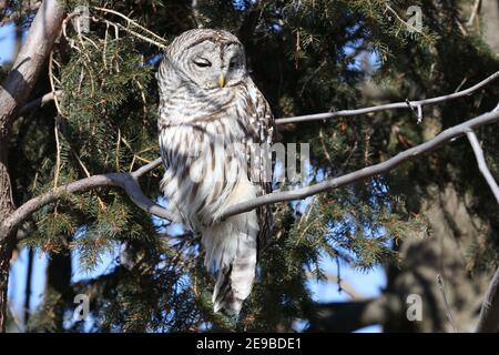 Barred Owl sitzen in der Wintersonne ruhen Stockfoto