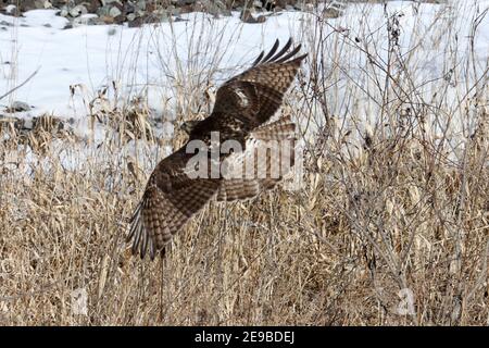 Red Tailed Hawks fliegen oder landen im Winter Stockfoto