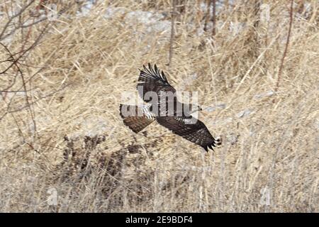 Red Tailed Hawks fliegen oder landen im Winter Stockfoto