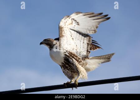 Red Tailed Hawks fliegen oder landen im Winter Stockfoto