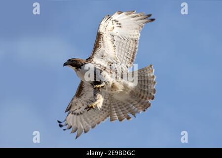 Red Tailed Hawks fliegen oder landen im Winter Stockfoto