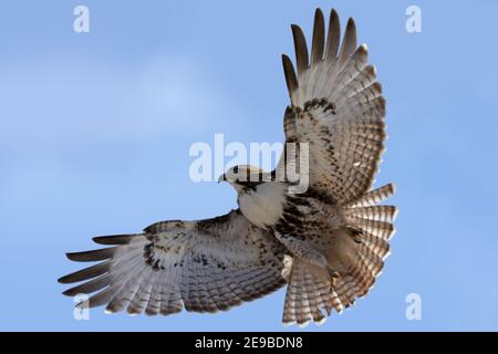 Red Tailed Hawks fliegen oder landen im Winter Stockfoto