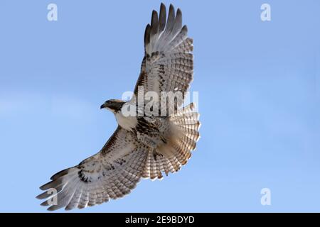 Red Tailed Hawks fliegen oder landen im Winter Stockfoto